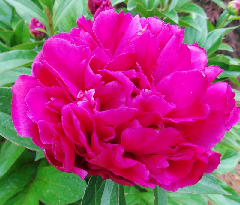 Pink Peony Flower — Magenta, Calm, Spring