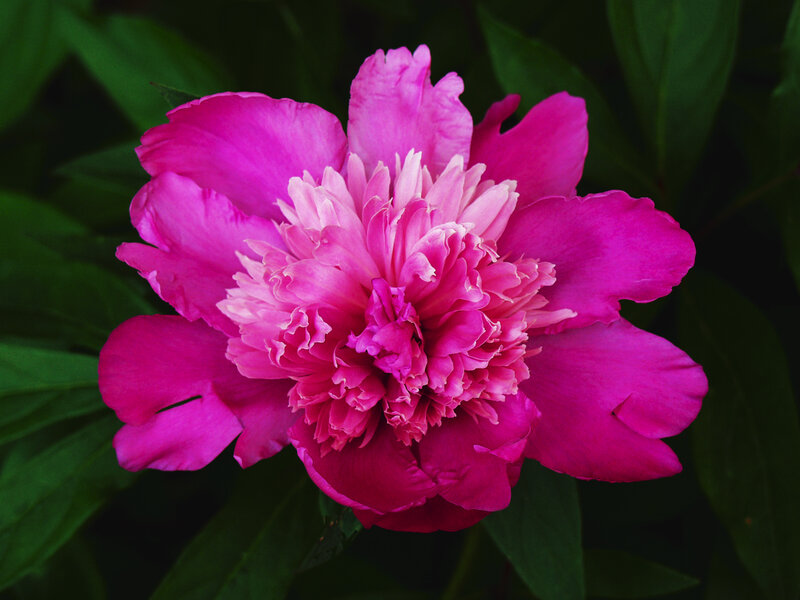 Pink Peony Flower — Magenta, Calm