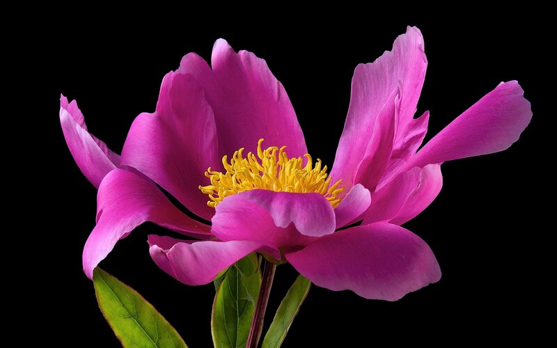 Pink Peony Flower — Magenta, Dramatic, Photograph