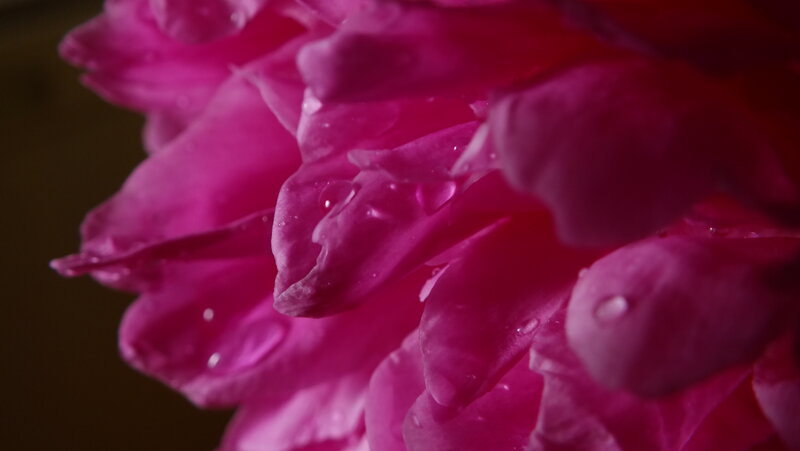 Pink Peony Flower — Magenta, Dramatic