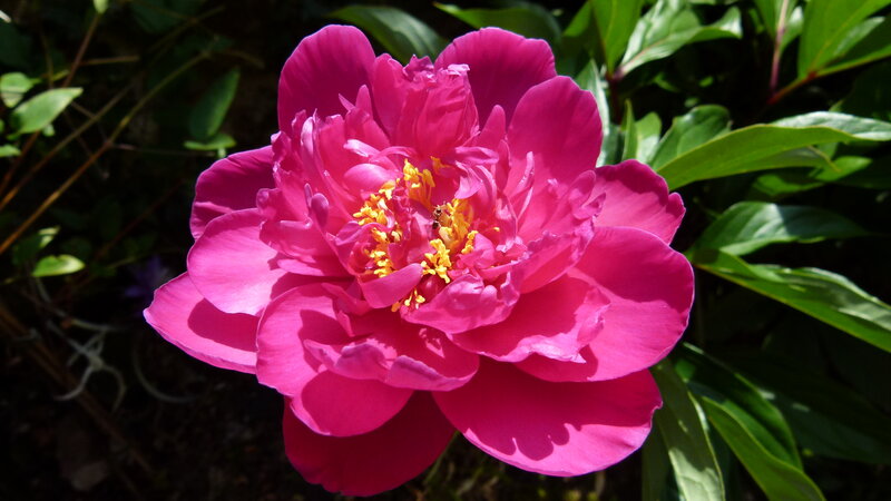 Pink Peony Flower — Magenta, Serene, Afternoon