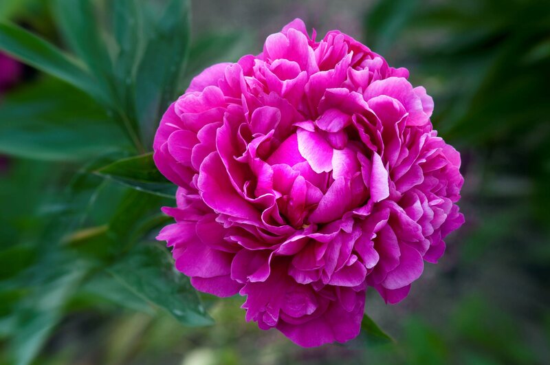 Pink Peony Flower — Magenta, Serene, Summer