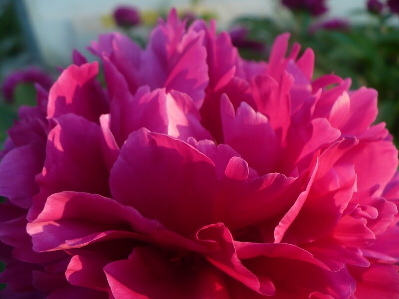 Pink Peony Flower — Magenta, Serene, Sunset