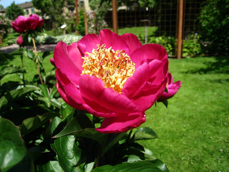 Pink Peony Flower — Magenta, Serene
