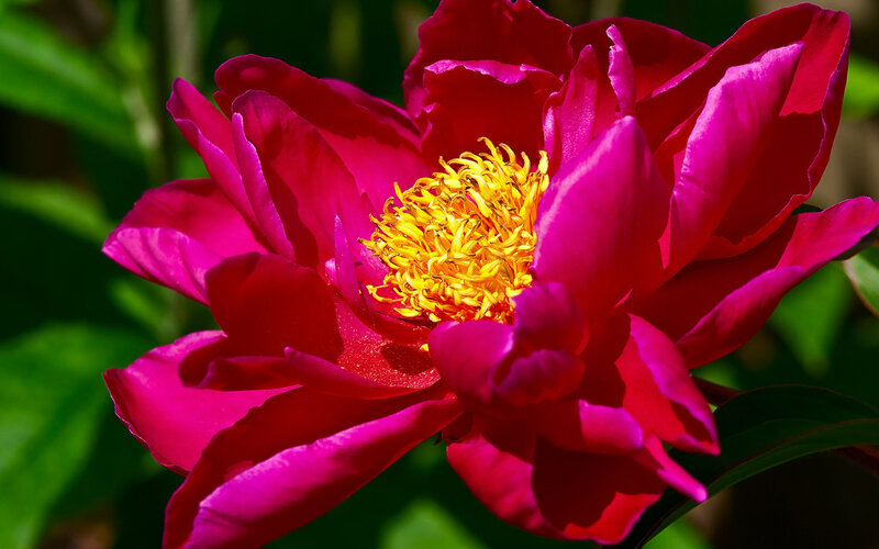 Pink Peony Flower — Magenta