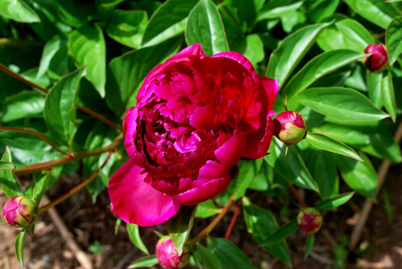 Pink Peony Flower — Red, Natural