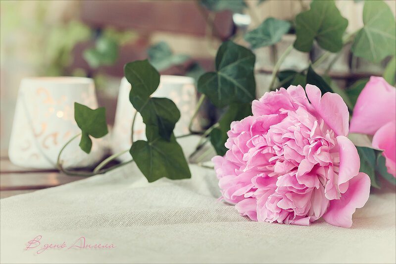Pink Peony Flower — Serene, Afternoon, Photograph, Candles