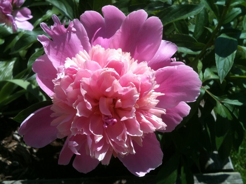 Pink Peony Flower — Serene, Afternoon, Photograph, Green Leaves