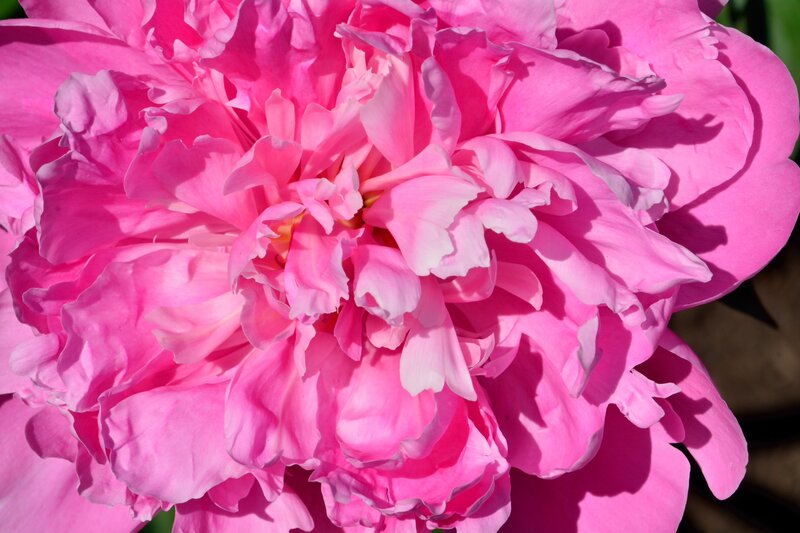 Pink Peony Flower — Serene, Afternoon, Photograph, Petals, Sunlight