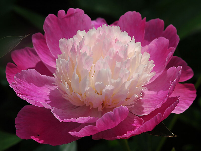 Pink Peony Flower — Serene, Afternoon, Photograph, Petals