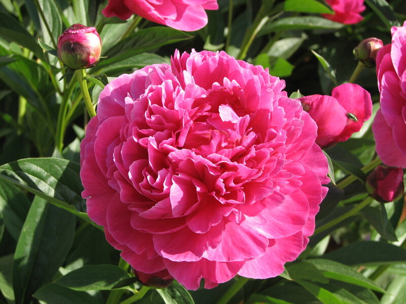 Pink Peony Flower — Serene, Afternoon