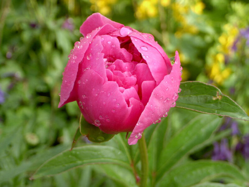 Pink Peony Flower — Serene, Morning