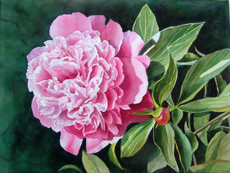 Pink Peony Flower — Serene, Painting