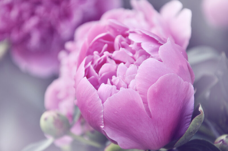 Pink Peony Flower — Serene, Photograph, Bud