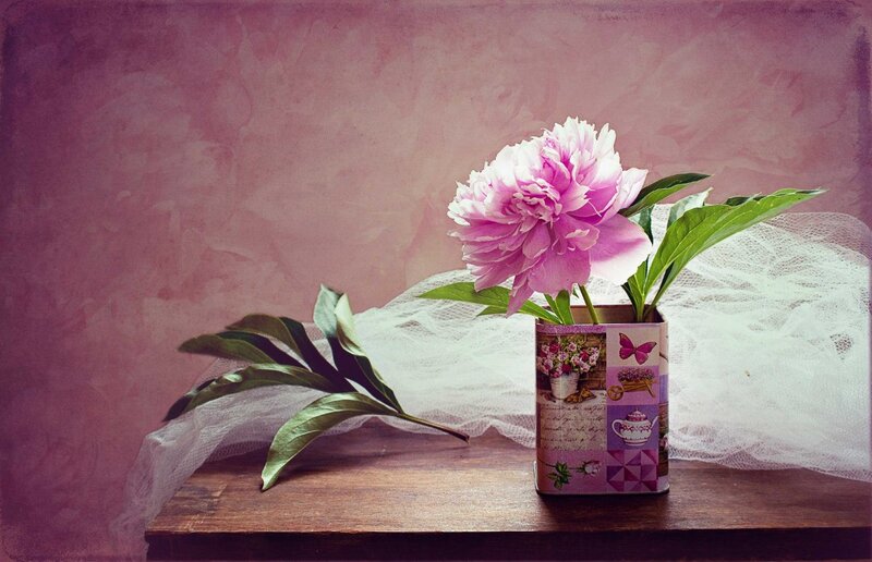 Pink Peony Flower — Serene, Photograph, Can