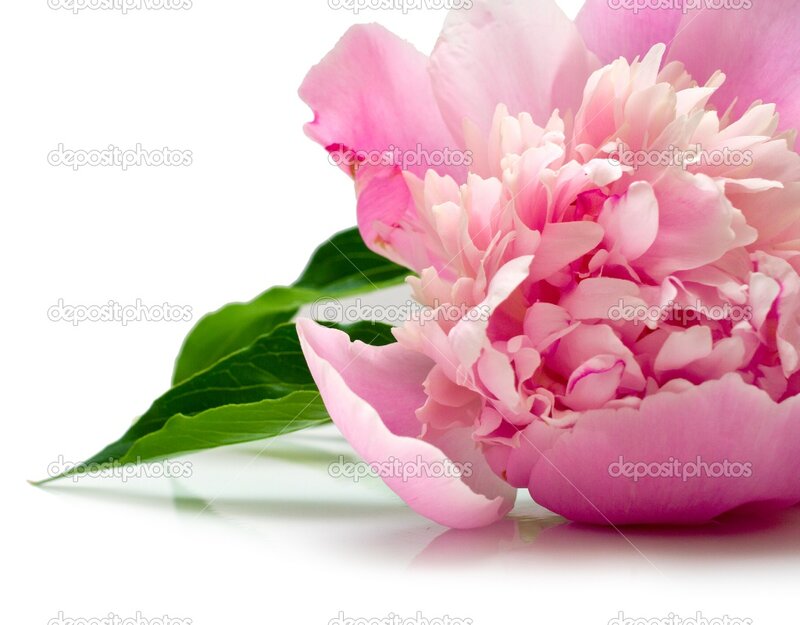 Pink Peony Flower — Serene, Photograph, Green Leaf
