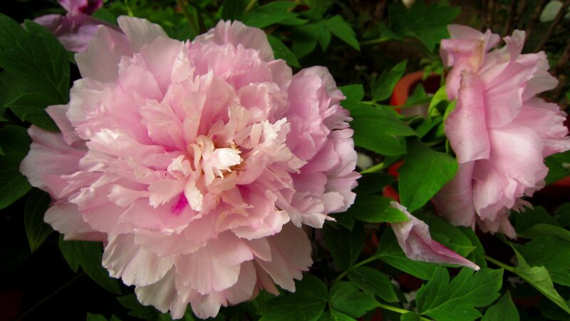 Pink Peony Flower — Serene, Photograph, Green Leaves