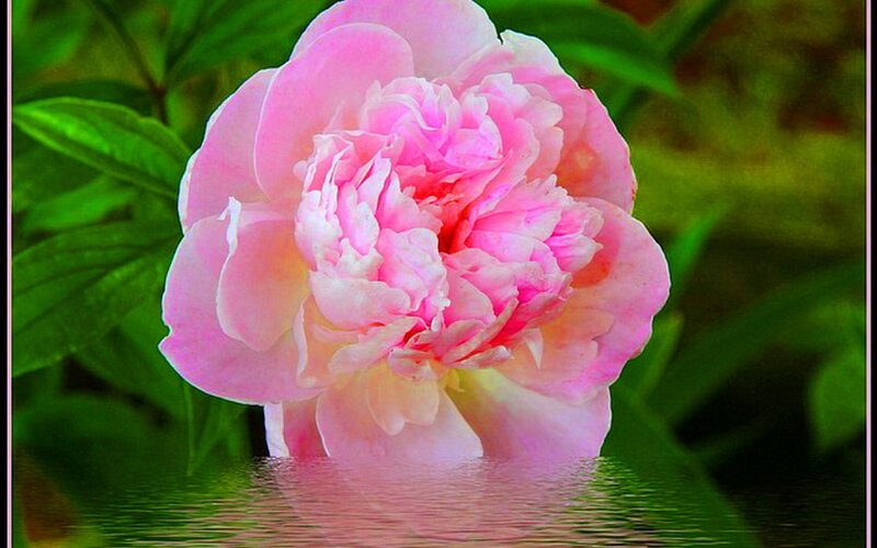 Pink Peony Flower — Serene, Photograph, Green Leaves, Water