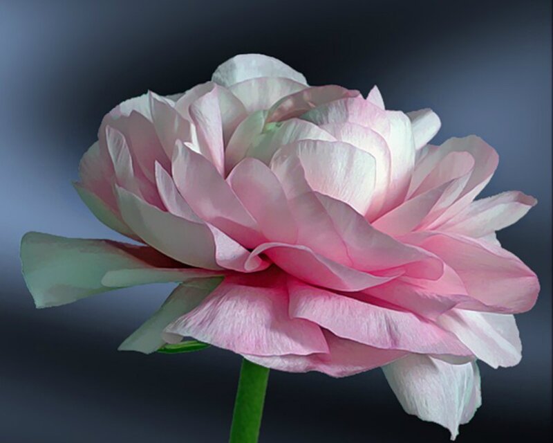 Pink Peony Flower — Serene, Photograph, Green Stem
