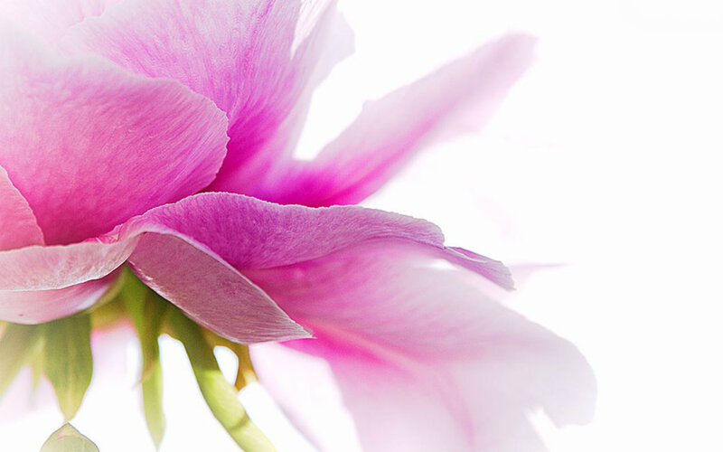 Pink Peony Flower — Serene, Photograph, Petals, Stem