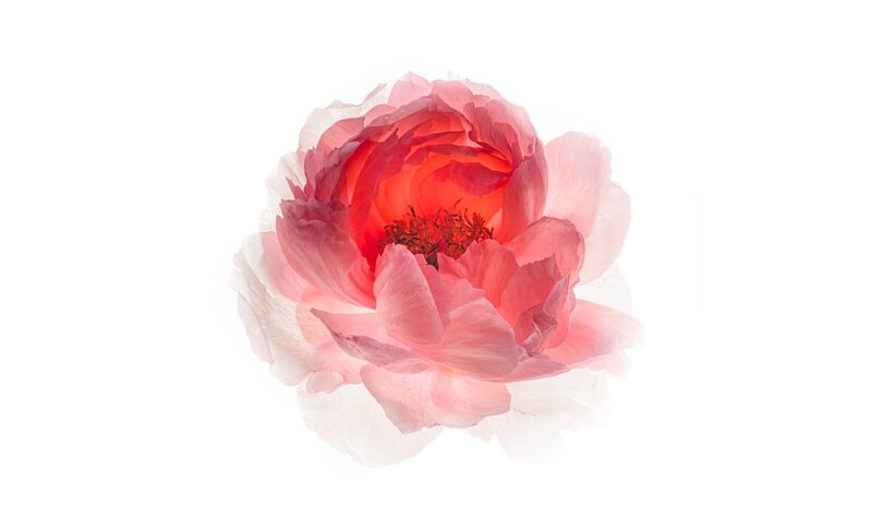 Pink Peony Flower — Serene, Photograph, Petals