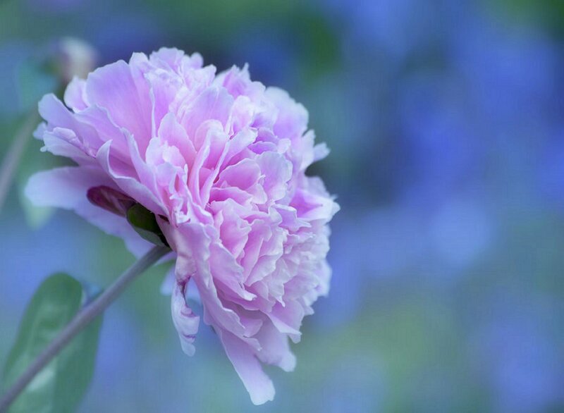 Pink Peony Flower — Serene, Photograph, Stem, Leaf