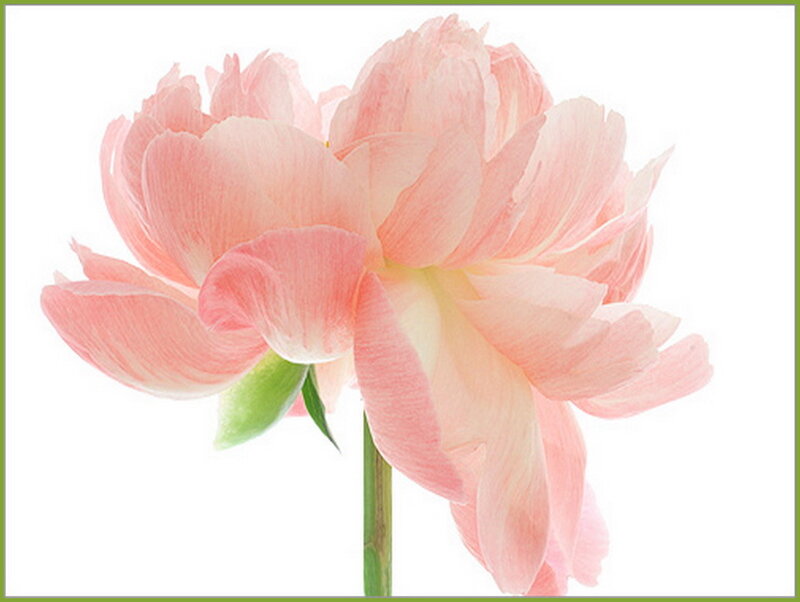 Pink Peony Flower — Serene, Photograph, Stem