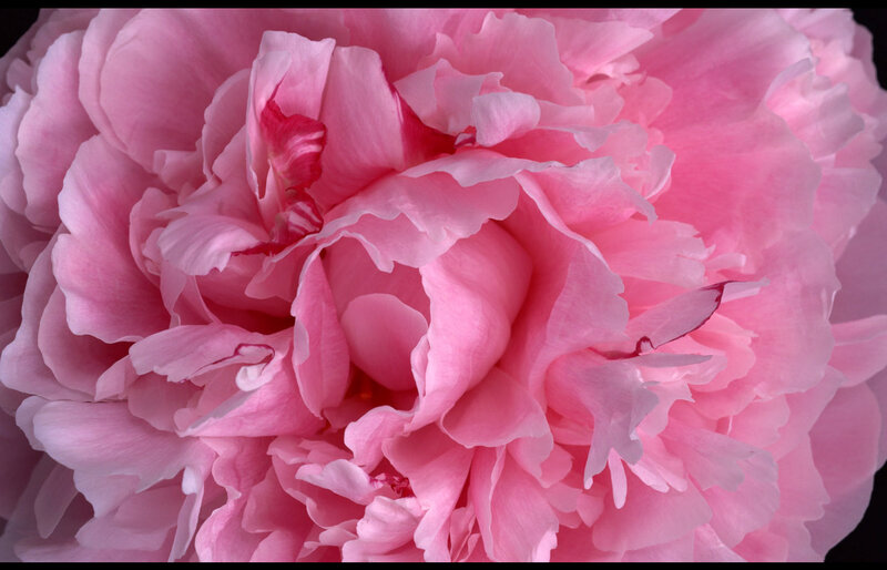 Pink Peony Flower — Serene, Photograph