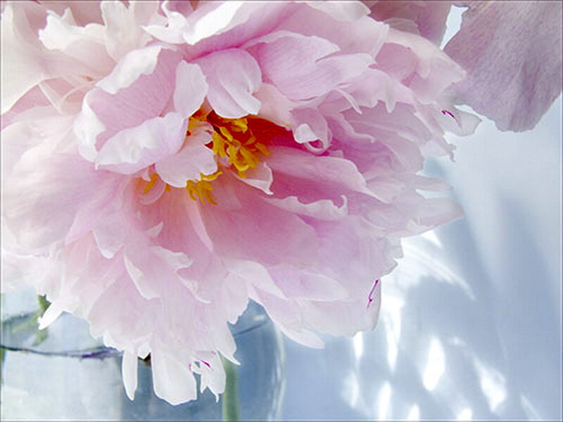 Pink Peony Flower — Serene, Photograph, Vase