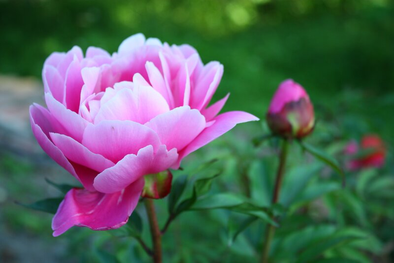 Pink Peony Flower — Serene, Spring, Photograph, Bud, Green Leaves