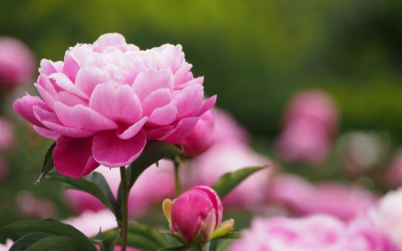 Pink Peony Flower — Serene, Spring, Photograph, Bud, Leaves, Green Background