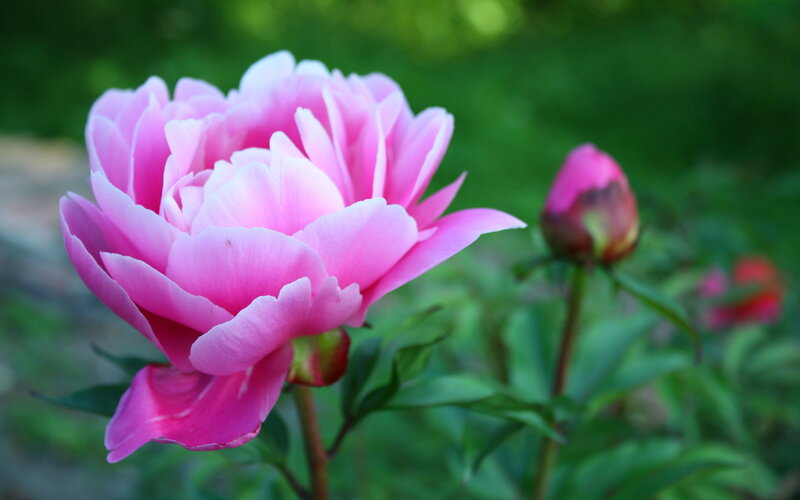 Pink Peony Flower — Serene, Spring, Photograph, Bud