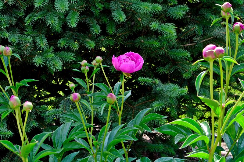Pink Peony Flower — Serene, Spring, Photograph, Buds, Evergreen Tree