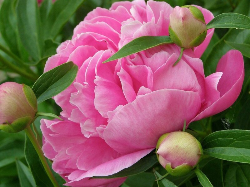 Pink Peony Flower — Serene, Spring, Photograph, Buds