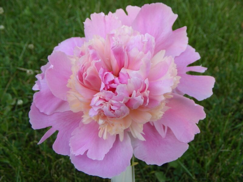 Pink Peony Flower — Serene, Spring, Photograph, Grass