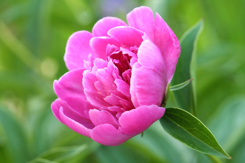 Pink Peony Flower — Serene, Spring, Photograph, Green Leaves, Bloom