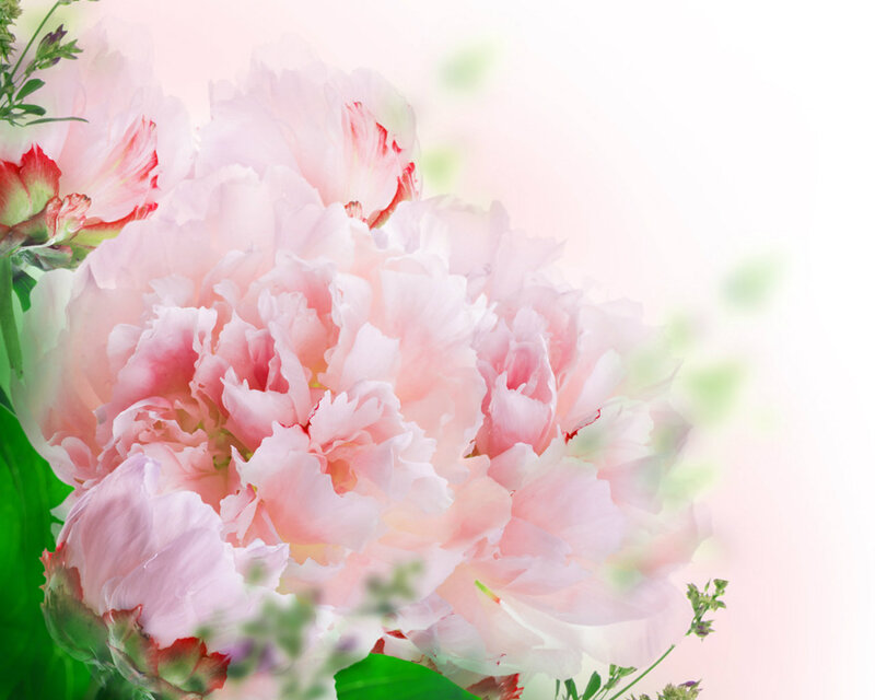 Pink Peony Flower — Serene, Spring, Photograph, Green Leaves, Buds