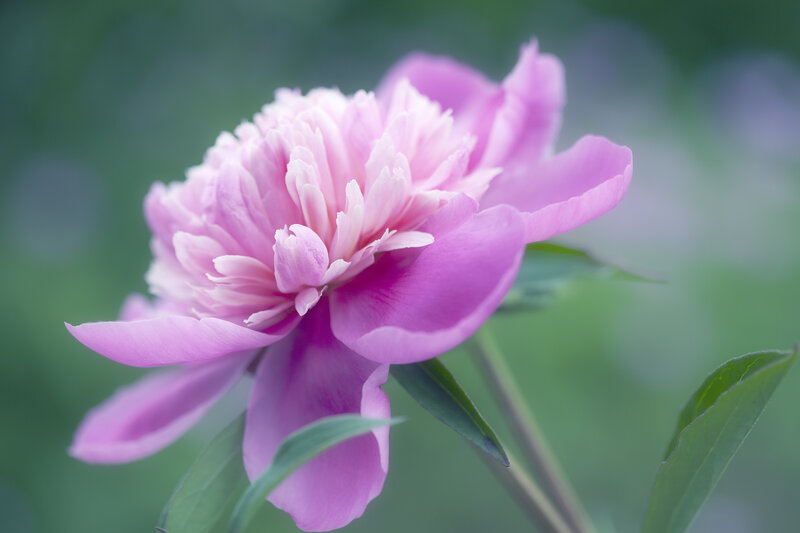 Pink Peony Flower — Serene, Spring, Photograph, Green Leaves, Stem