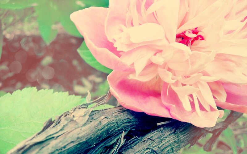 Pink Peony Flower — Serene, Spring, Photograph, Leaf