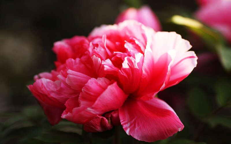 Pink Peony Flower — Serene, Spring, Photograph, Petals, Green Leaves