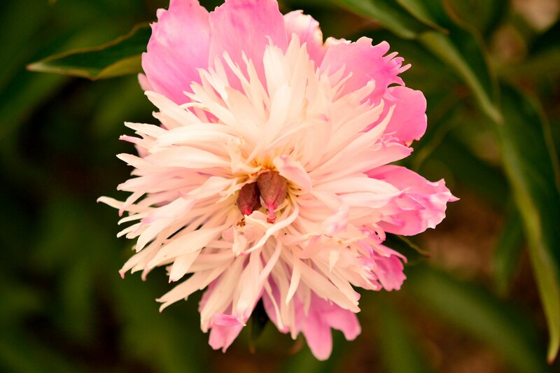 Pink Peony Flower — Serene, Spring, Photograph, Petals, Leaves, Center