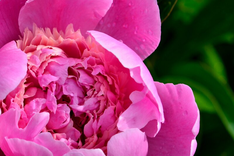 Pink Peony Flower — Serene, Spring, Photograph, Petals, Water Droplets