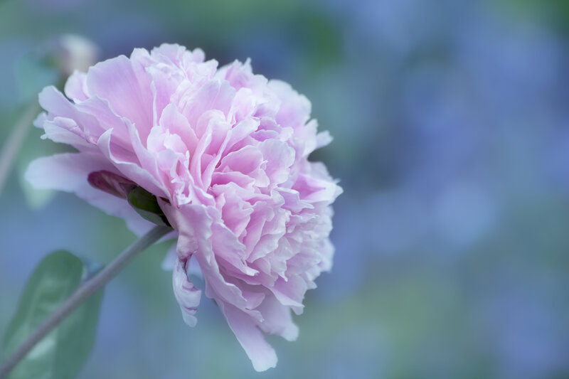 Pink Peony Flower — Serene, Spring, Photograph, Stem