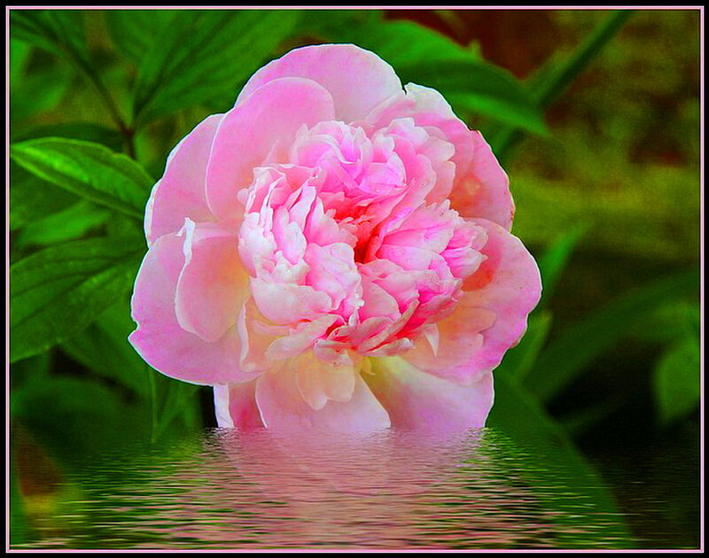 Pink Peony Flower — Serene, Spring, Photograph