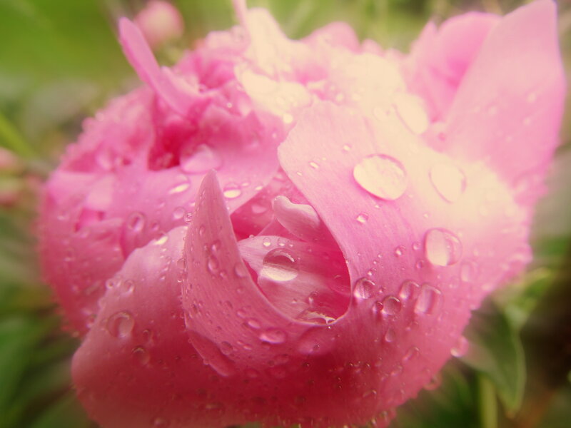 Pink Peony Flower — Serene, Spring, Photograph, Water Droplets, Green Leaves
