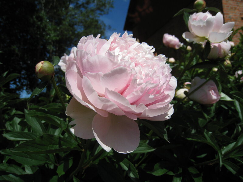 Pink Peony Flower — Serene, Summer, Photograph, Buds, Leaves