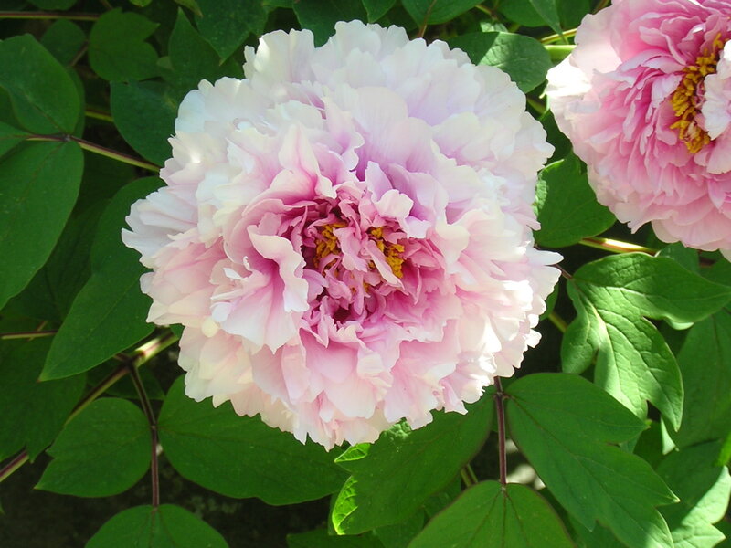 Pink Peony Flower — Serene, Summer, Photograph, Green Leaves, Flower Center