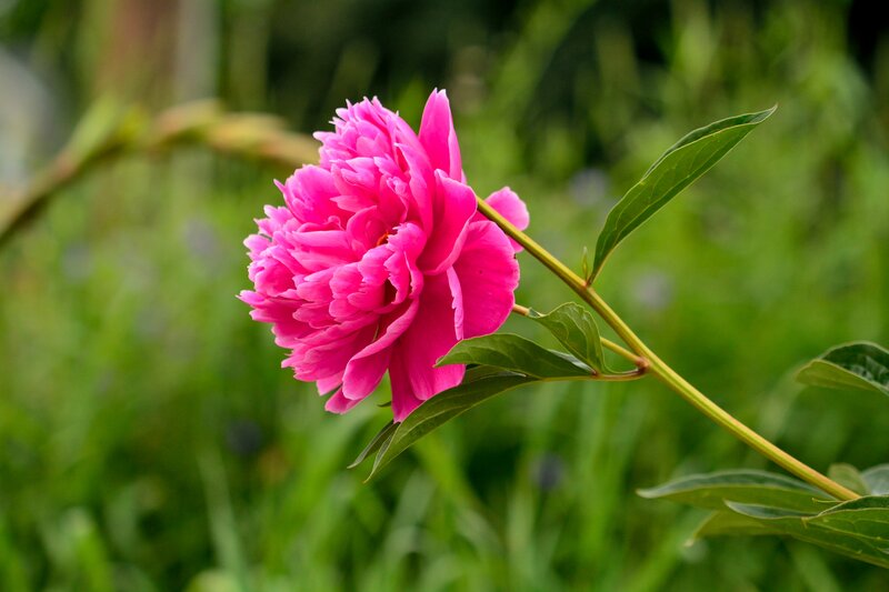 Pink Peony Flower — Serene, Summer, Photograph, Green Leaves, Stem