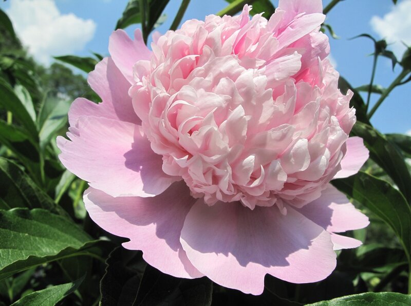 Pink Peony Flower — Serene, Summer, Photograph, Green Leaves