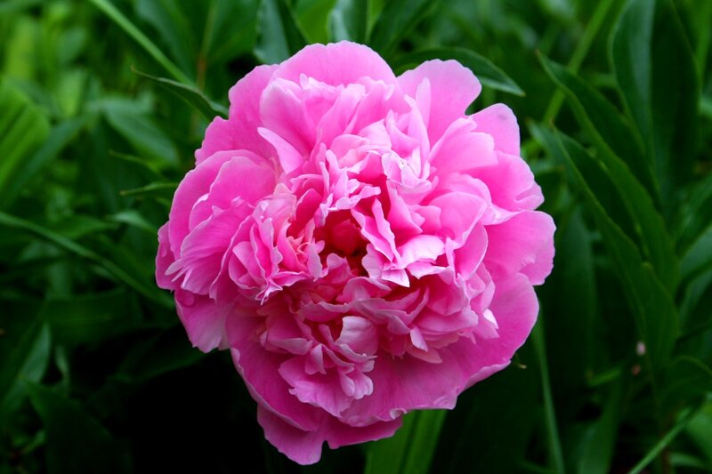 Pink Peony Flower — Serene, Summer, Photograph